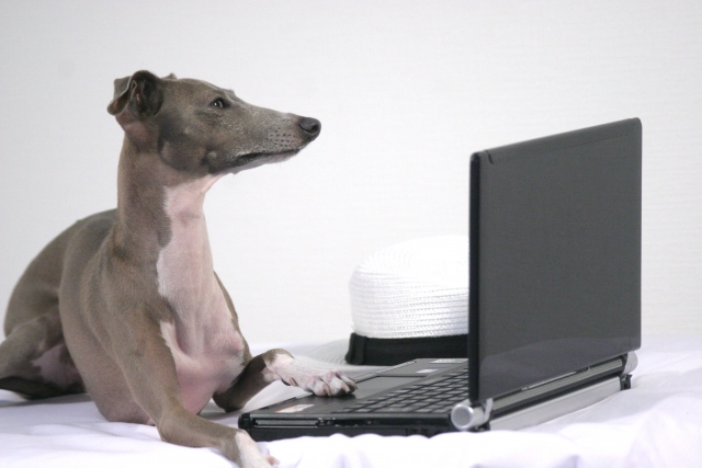 ネット検索する犬